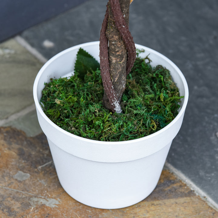 Kunstigt træ i solen, kunstig plante i cementpotte, kunstig plante