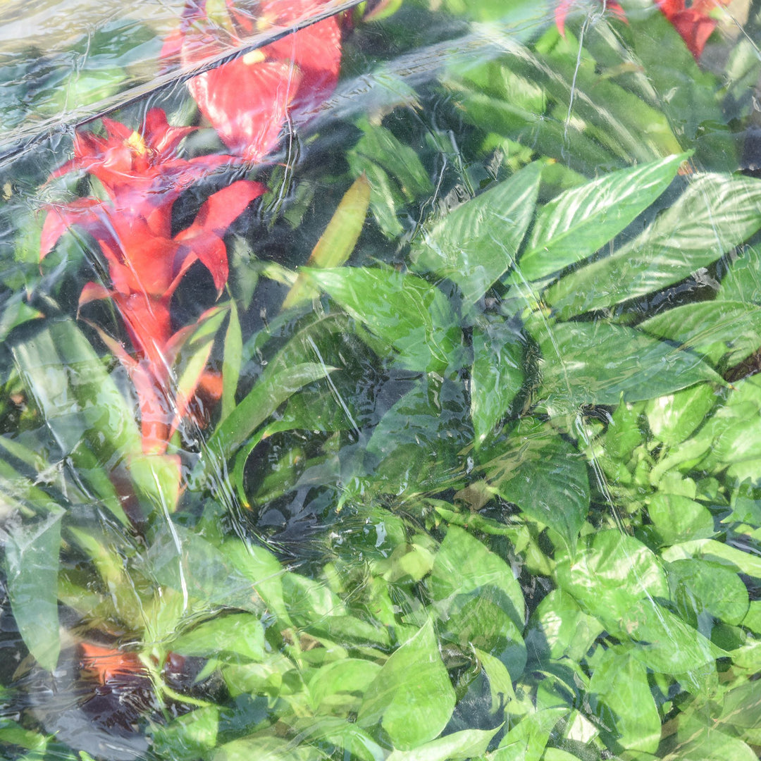 C drivhus tomathus kold ramme plast stål transparent 120 x 79 x 53 cm