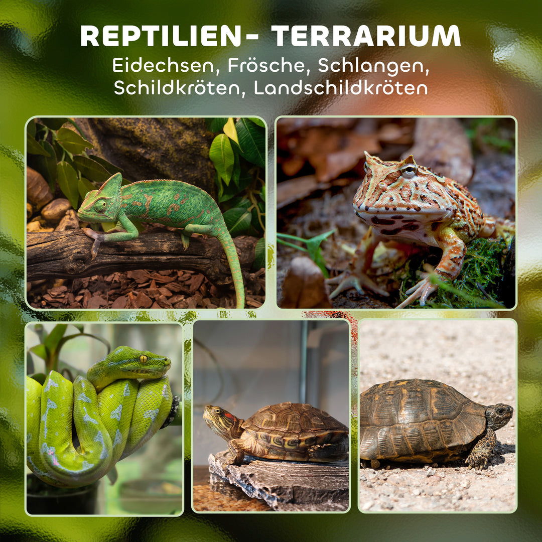 Glas krybdyrterrarium med hævet og vandtæt bund og knaplås