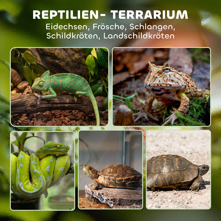 Glas krybdyrterrarium med hævet og vandtæt bund og knaplås