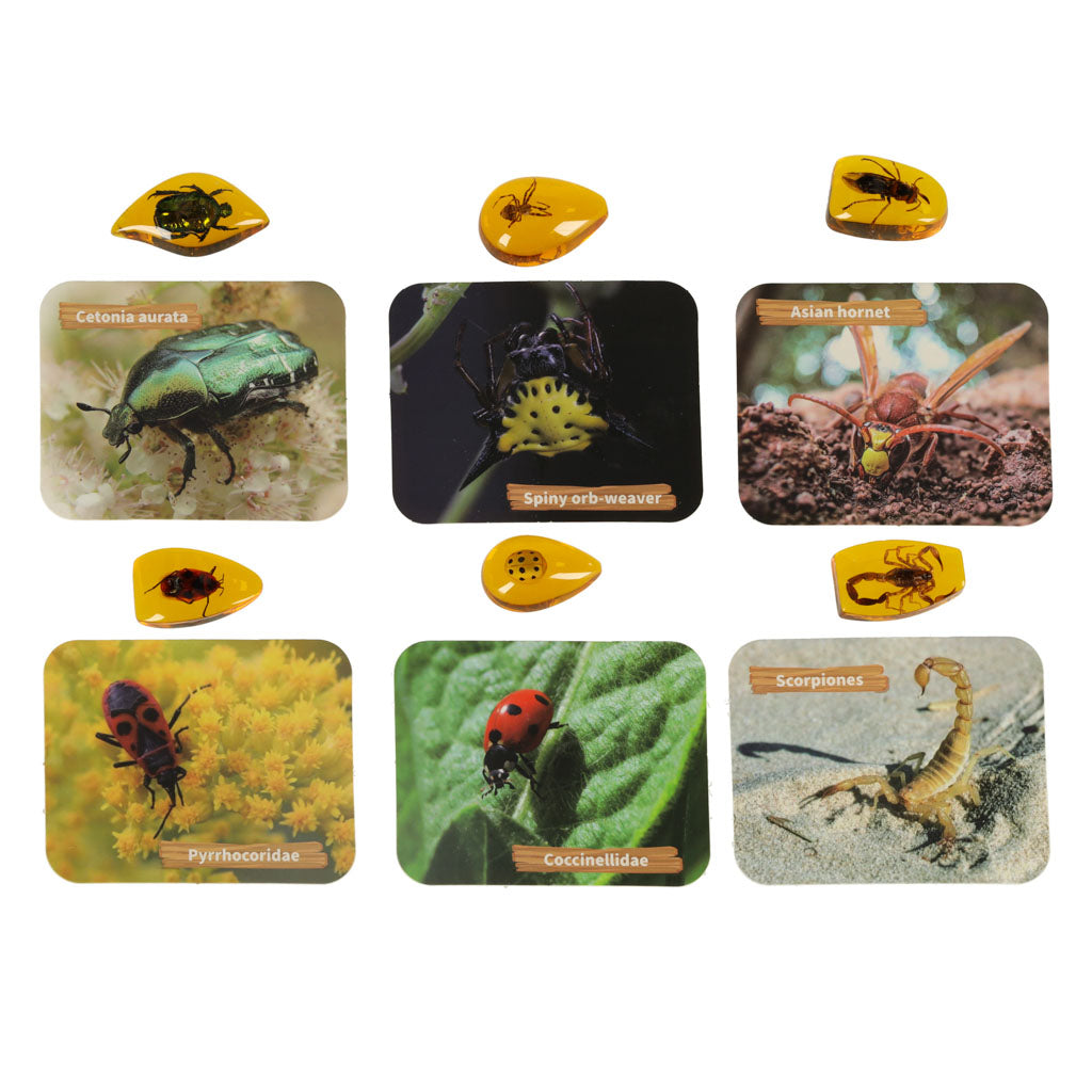 Arkæologisk udgravning sætter insekter i rav