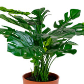 Monstera - Kunstig plante, grøn, 45 cm
